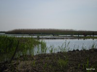 /album/faluszepito-zold-nap-tisza-tavi-polgarmesterek-horgaszversenye/p4190198-jpg/