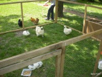 /album/faluszepito-zold-nap-programok-a-kozossegi-haz-udvaran/p4190241-jpg/